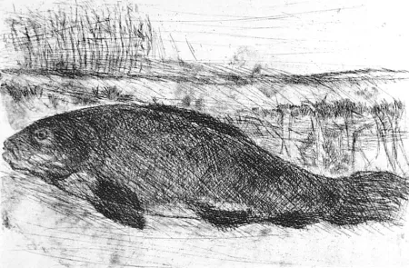 Água-Forte Della Torre - La tinca