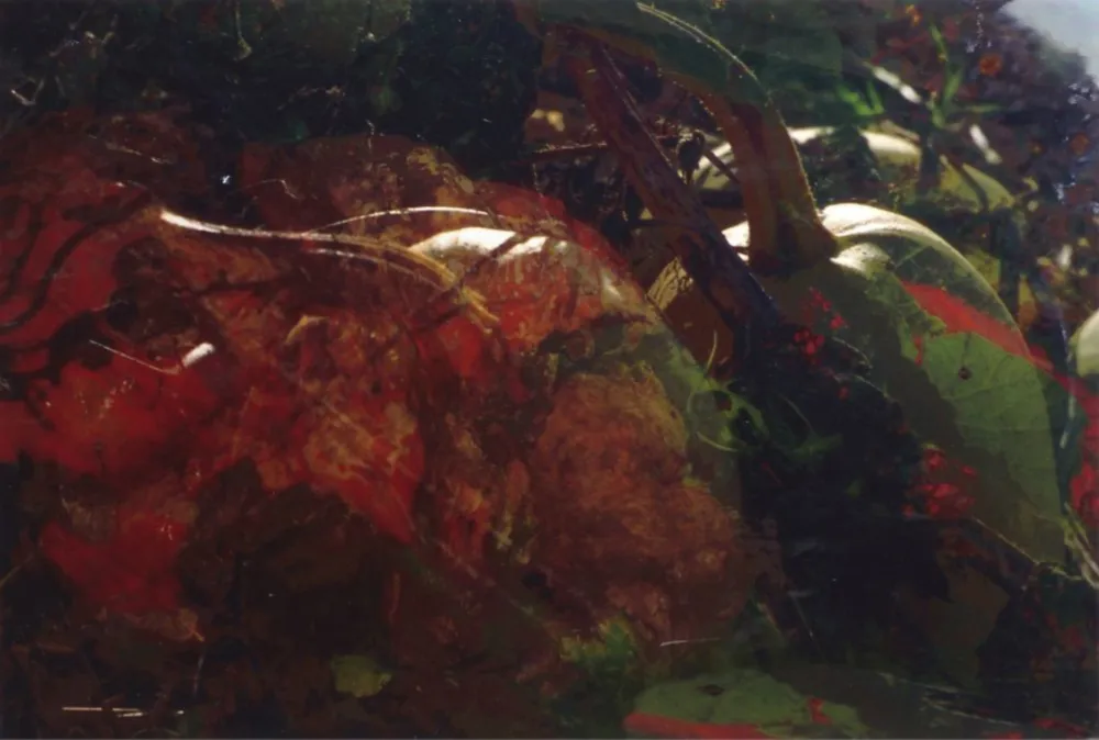 Fotografia Fischli - Ohne Titel (FW Funghi 19), 1998. Aus der Serie „Blumen und Pilze“.