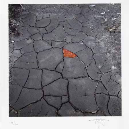 Gravura Digital Goldsworthy - Red Leaves on Cracked earth