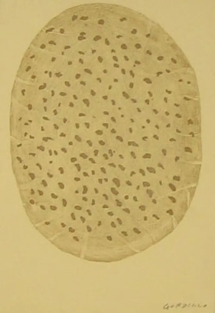 Água-Forte Gordillo - S/T