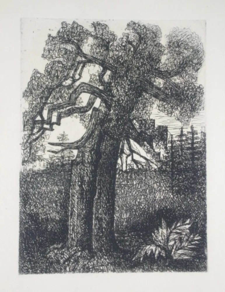 Ponta-Seca Gromaire - Le chêne