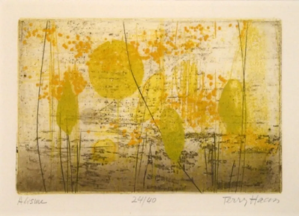 Gravura Haass - Alisme