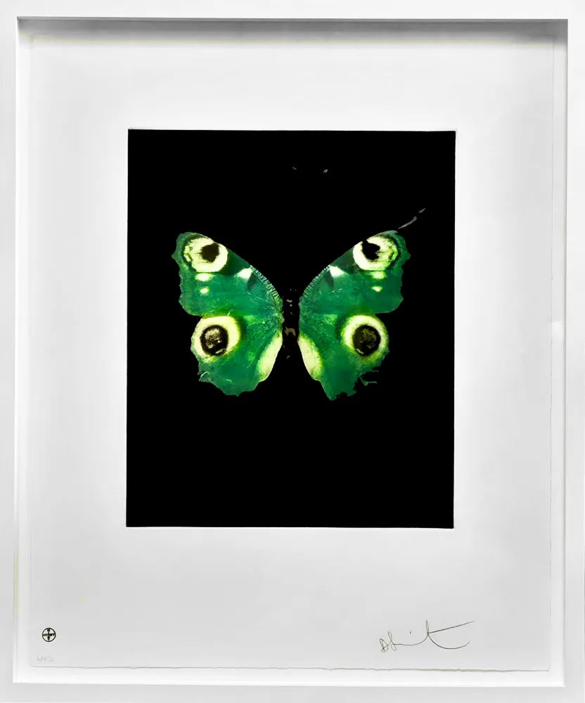 Sem Técnica Hirst -  Fate - from the Butterflies portfolio, 2009 