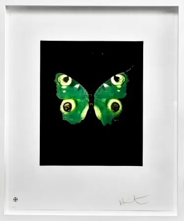 Sem Técnica Hirst -  Fate - from the Butterflies portfolio, 2009 