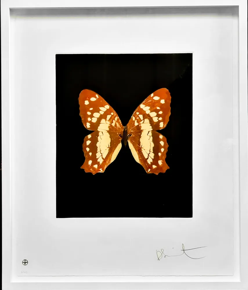 Água-Forte E Água-Tinta Hirst - Regeneration - from the Butterflies portfolio, 2009 