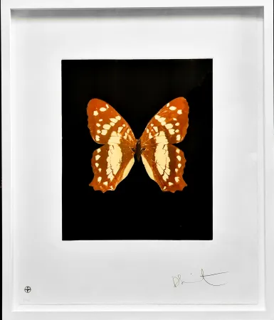 Água-Forte E Água-Tinta Hirst - Regeneration - from the Butterflies portfolio, 2009 