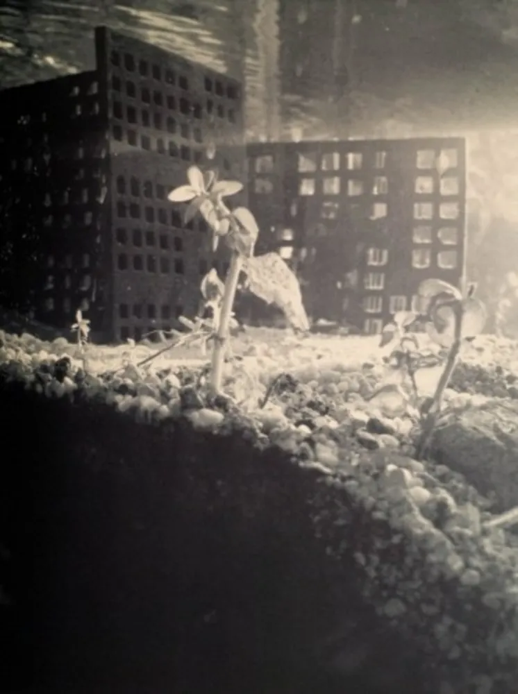 Fotografia Iglesias - Aquarium II, 1