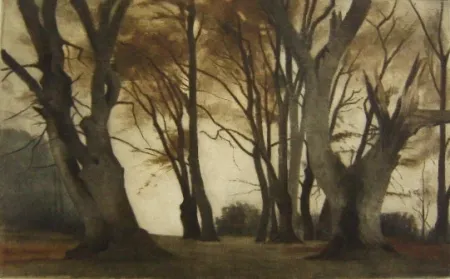 Meio-Tom Ilsted - Trees in Elmelunden