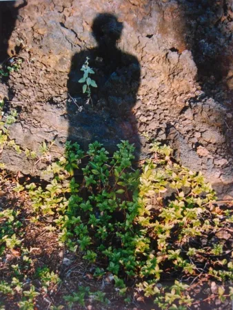 Sem Técnica Jacobs - Shadows II