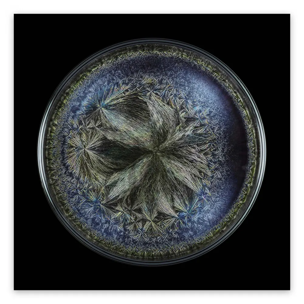 Fotografia Janiak - Morphogenetic field - Beluga Caviar