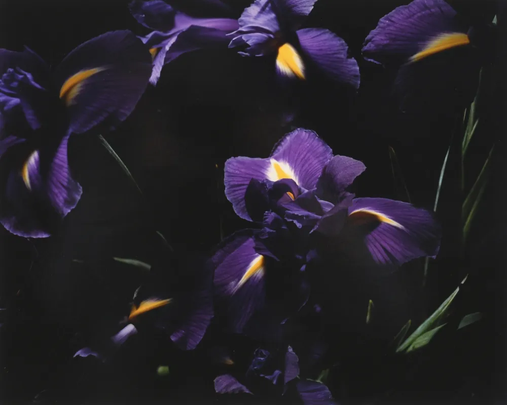 Fotografia Lafontaine - L’Iris bleu