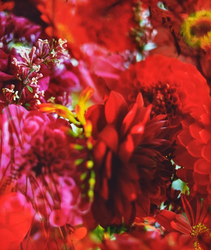 Fotografia Lafontaine - Paradise Lost I