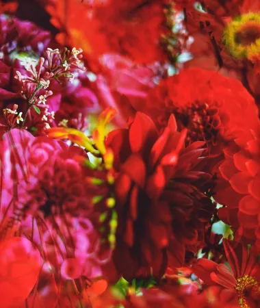 Fotografia Lafontaine - Paradise Lost I