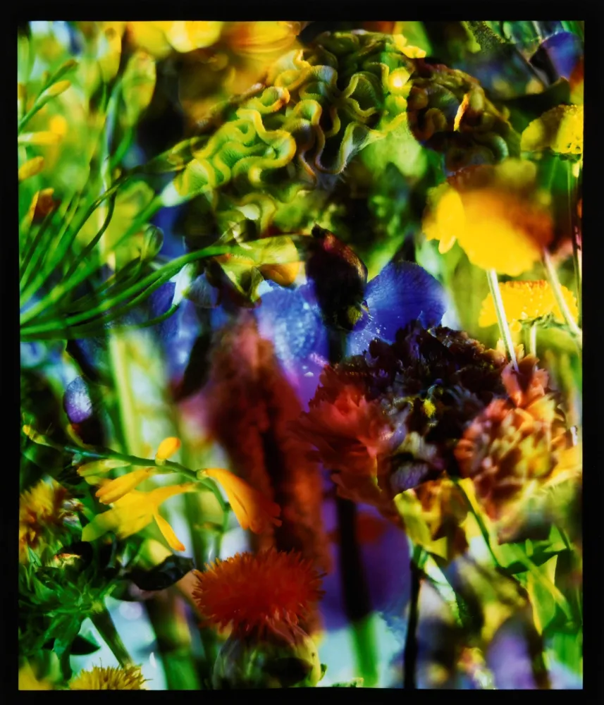 Fotografia Lafontaine - Paradise Lost II