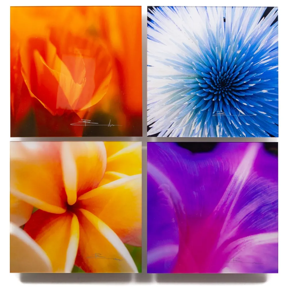 Fotografia Lik - Flowers of Paradise