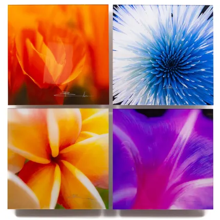 Fotografia Lik - Flowers of Paradise