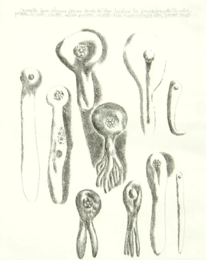 Gravura Lionni - Senza titolo