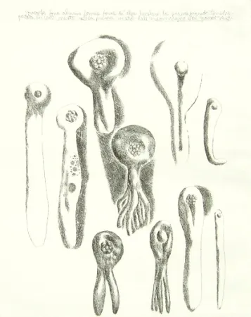 Gravura Lionni - Senza titolo