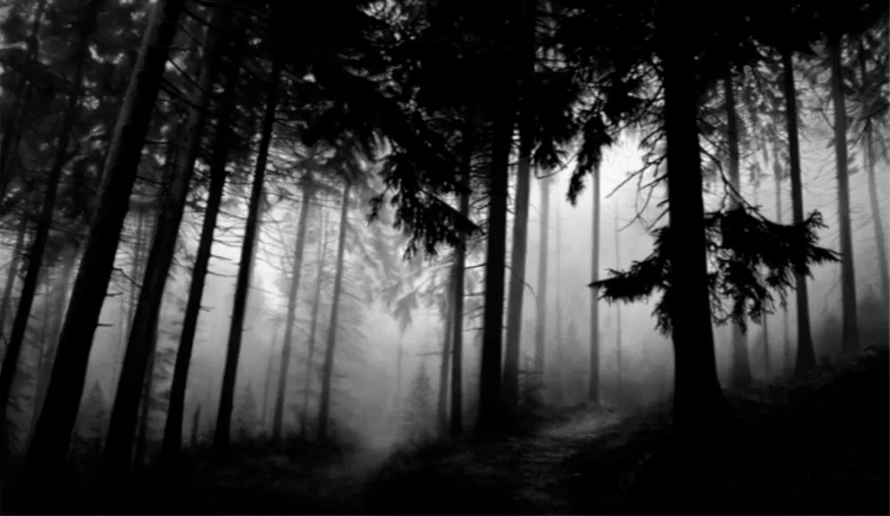 Múltiplo Longo - Fairmount Forest