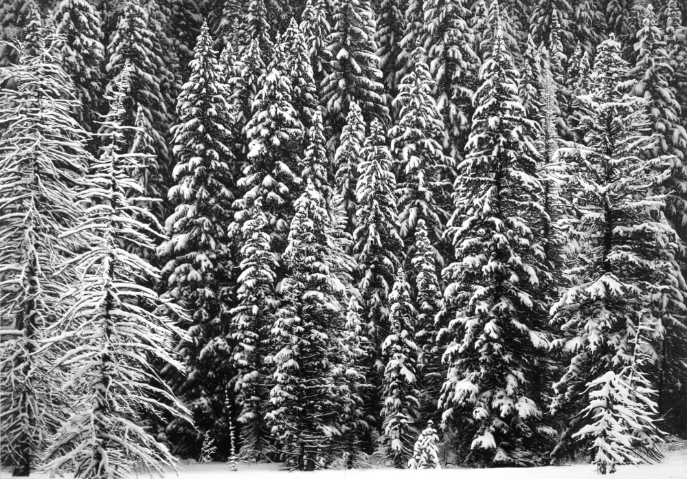 Múltiplo Longo - White Snow Trees of the Black Forest