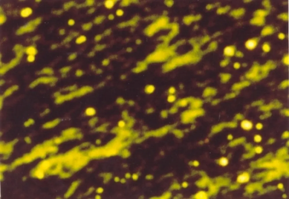 Livro Ilustrado Luscher - Il sole in abisso