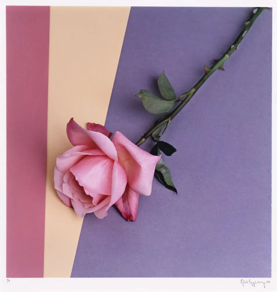 Fotografia Mapplethorpe - Rose