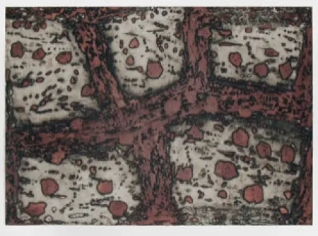 Gravura Music - Terre d'Istrie