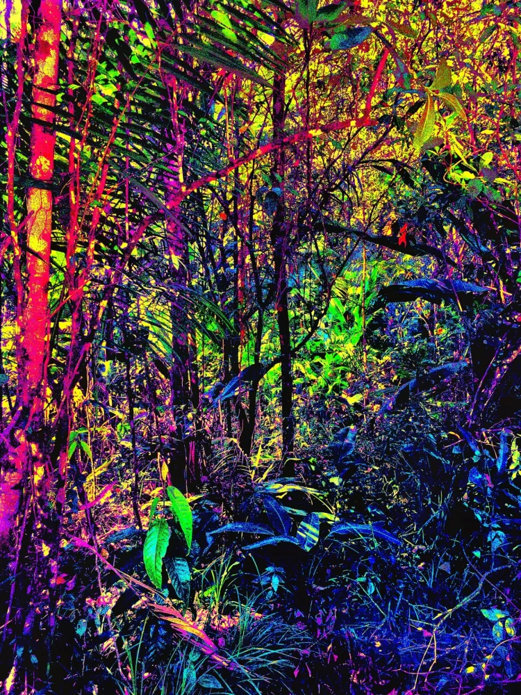 Sem Técnica Pellarose - Amazonia