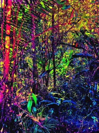 Sem Técnica Pellarose - Amazonia