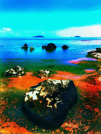 Sem Técnica Pellarose - Pacific Orange Rocks