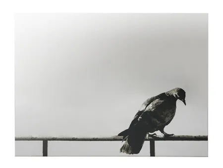 Serigrafia Pistoletto - La Colomba