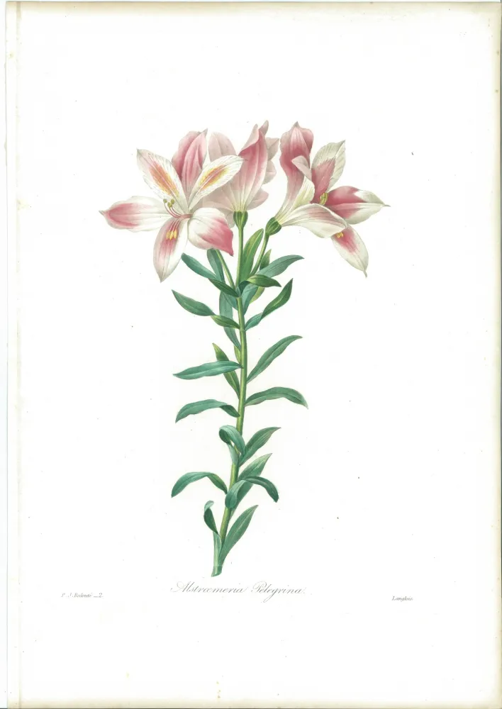 Água-Forte Redouté - Alstroemeria Pelegrina