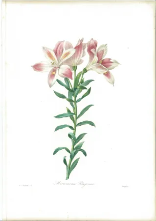Água-Forte Redouté - Alstroemeria Pelegrina