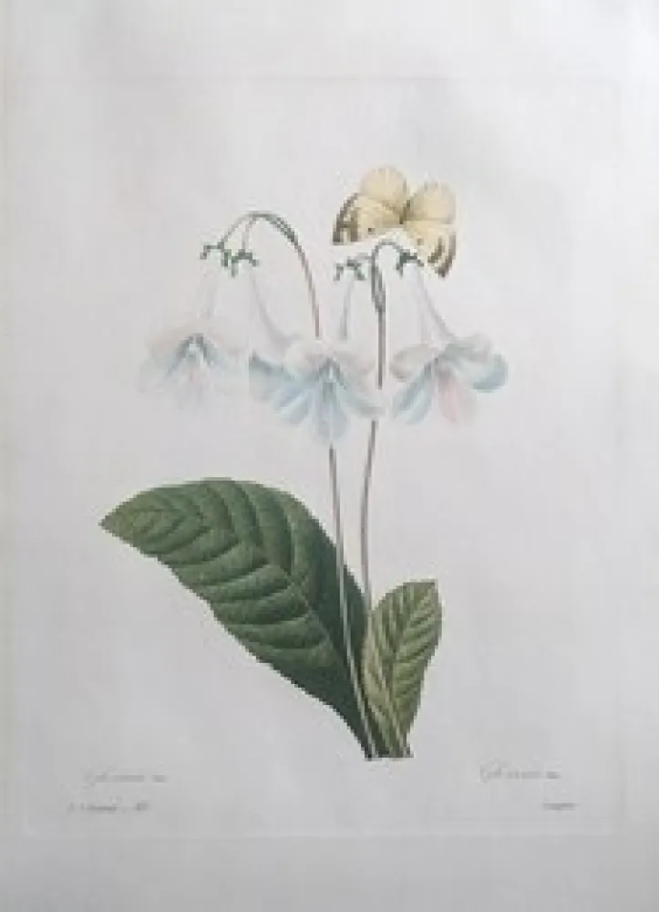 Água-Forte Redouté - Gloxinie / Gloxinis