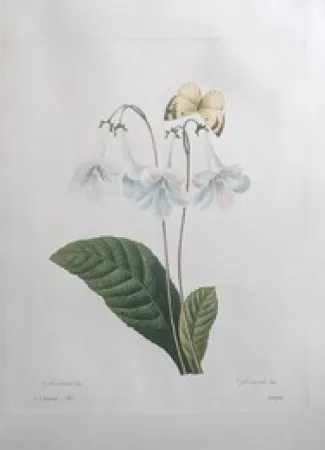 Água-Forte Redouté - Gloxinie / Gloxinis
