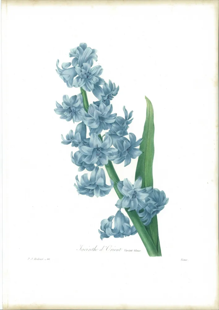 Água-Forte Redouté - Jacinthe d'orient (variété bleue)
