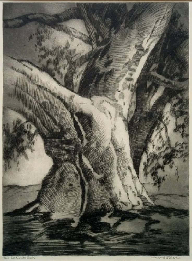 Ponta-Seca Rice - The Le Conte Oak