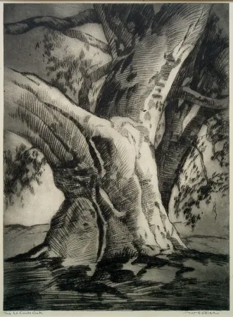 Ponta-Seca Rice - The Le Conte Oak