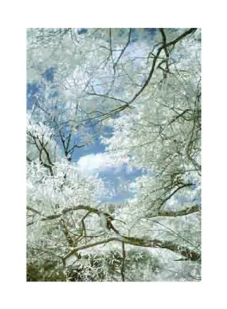 Fotografia Ruff - Jpeg_ti_01