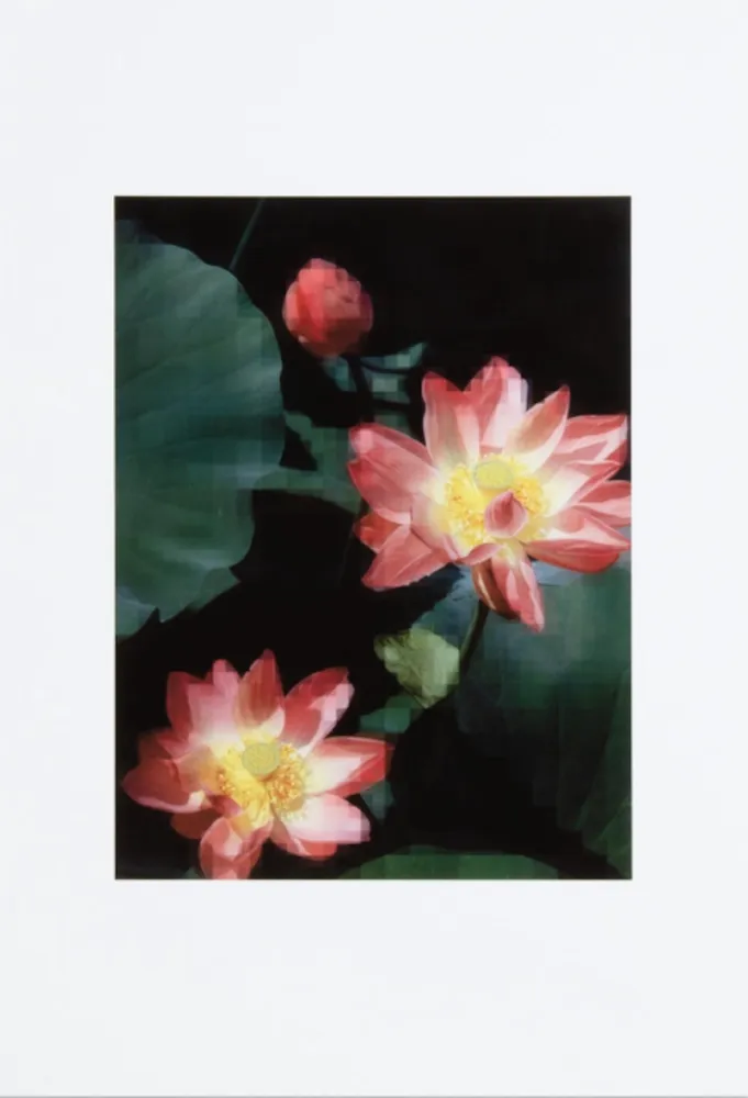 Sem Técnica Ruff - Lotus Flower