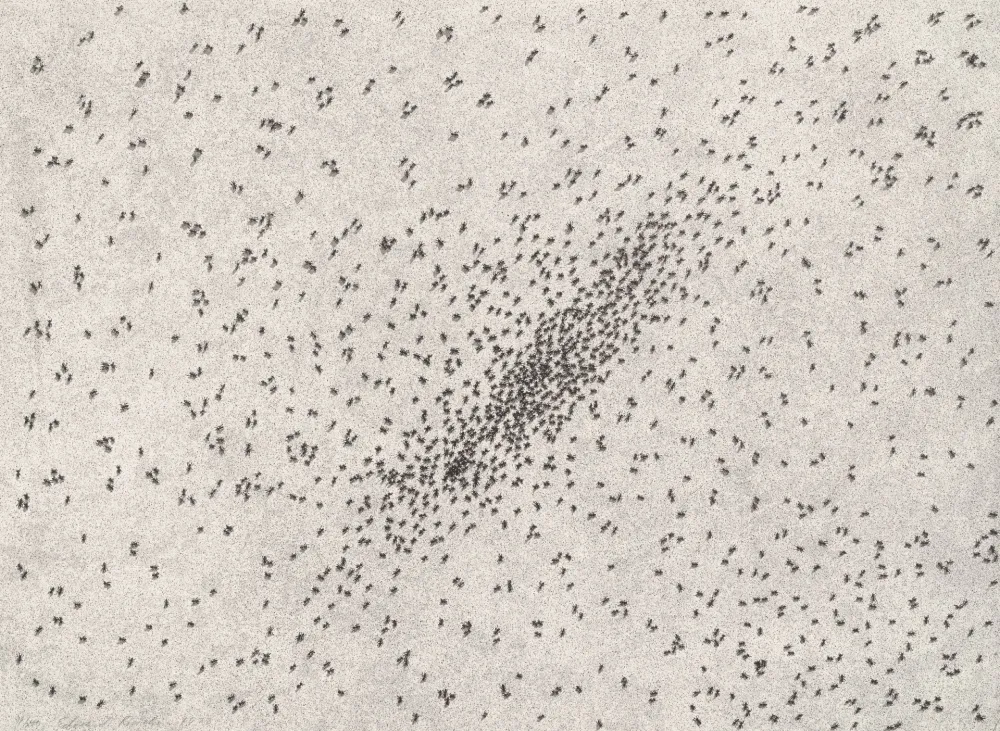 Litografia Ruscha - Insect Slants (Ants)
