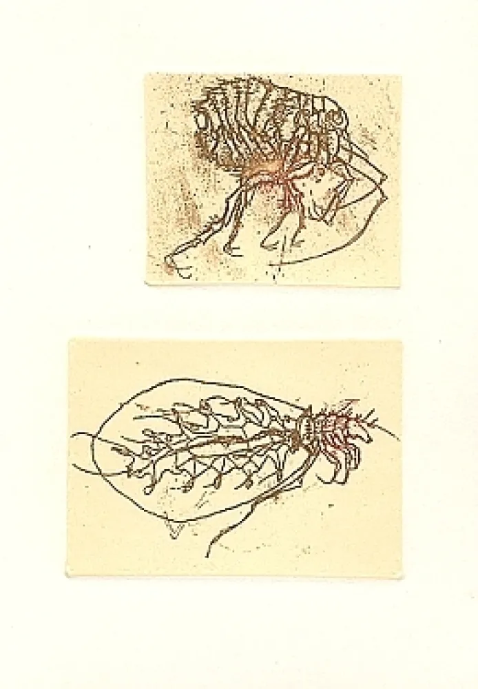 Livro Ilustrado Saroni - Insettario