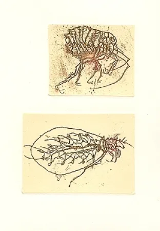 Livro Ilustrado Saroni - Insettario