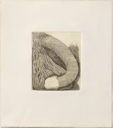 Gravura Siena - Membre