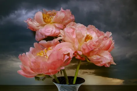 Fotografia Sills - Coral Peonies Northumberland Strait