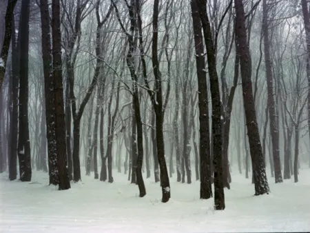 Fotografia Sitchinava - Forest. Winter