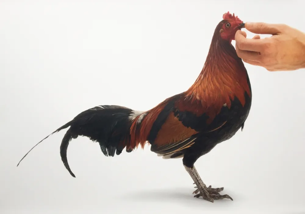 Múltiplo Vanmechelen - Feeding Chicken