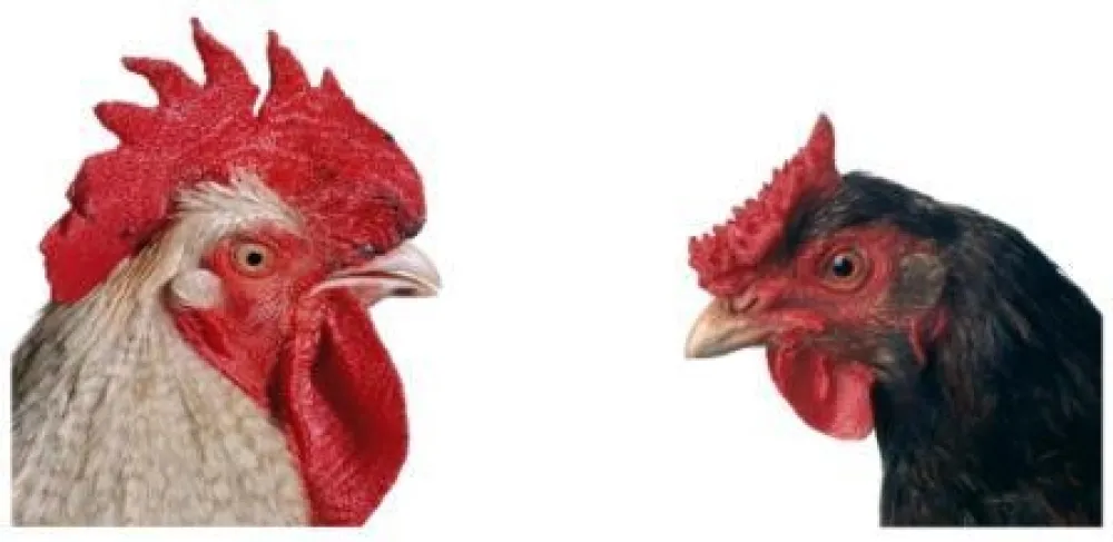 Múltiplo Vanmechelen - Mechelse Bresse (M) x English Redcap (F)