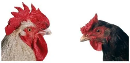 Múltiplo Vanmechelen - Mechelse Bresse (M) x English Redcap (F)