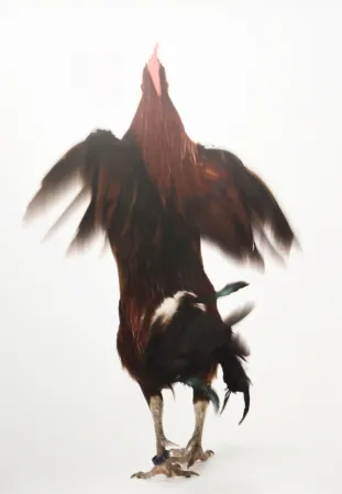 Múltiplo Vanmechelen - Running Chicken